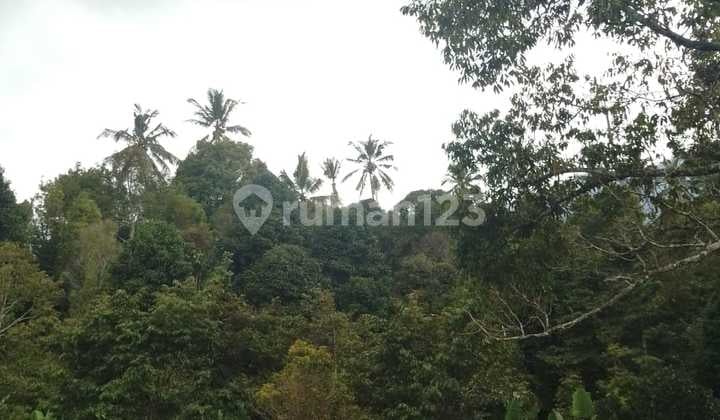 Cheap Clove Garden Land 3 Hectares 30000.0 M² SHM in Singaraja
