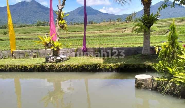 Tanah Sawah di Ubud 5000.0 m² SHM