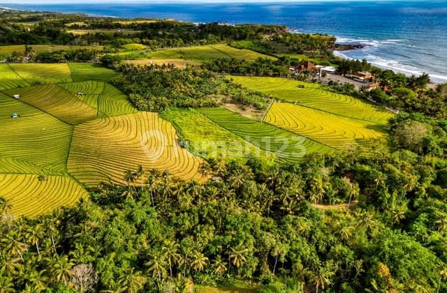 Land For Sale With Rice Field And Mountain Views - Selemadeg, Tabanan