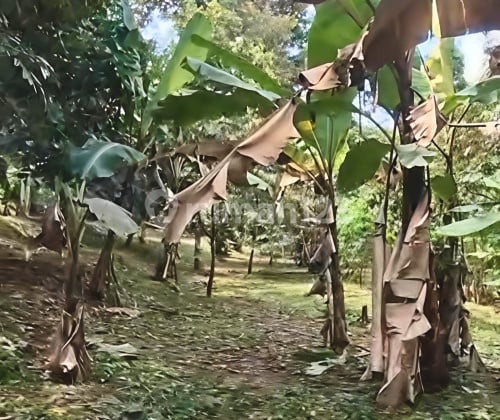 Tanah Siap Bangun Murah di Doro Pekalongan A5231