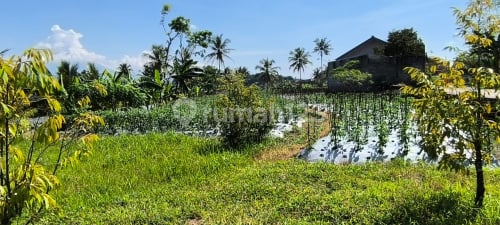 Tanah Luas Strategis Di Jampirejo Temanggung A4992
