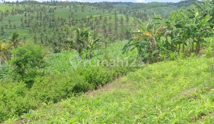 Kebon Kelapa Tulung Agung Blitar, Hak Sewa, Murah