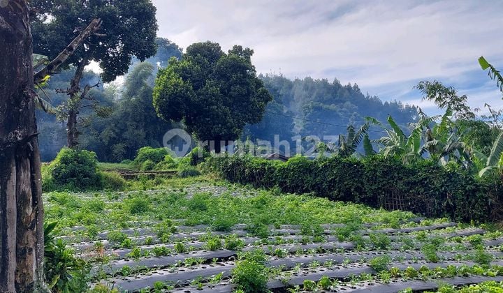 Best Invest & Price @ Boscha Lembang