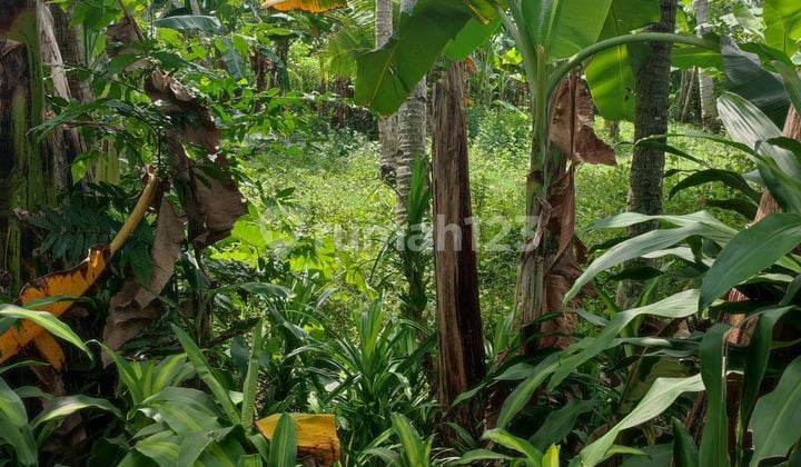 Land 565 m² Cheap Bali Country