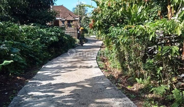 Jual tanah murah 1 hektar Busung Biu Rp.10 juta/are