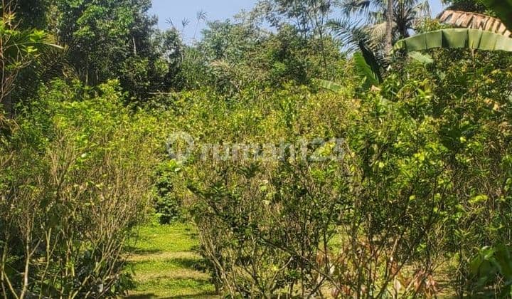 Tanah murah Desa Taro Tegalalang Gianyar Bali