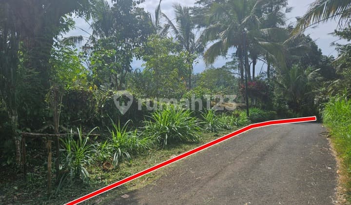 Tanah Kebun Buat Investasi Di Pupuan Tabanan