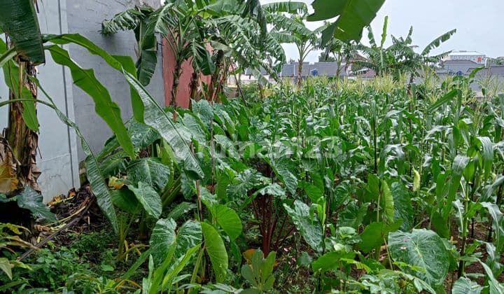 Dijual Murah Tanah 435 Meter SHM Cocok untuk Rumah Tinggal Strategis Bebas Banjir Dekat Pusat Kota di Sawangan Depok