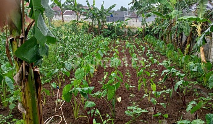 Dijual Murah Tanah 435 Meter SHM Bebas Strategis Dekat Pintu Tol Sawangan di Pasir Putih Sawangan Depok