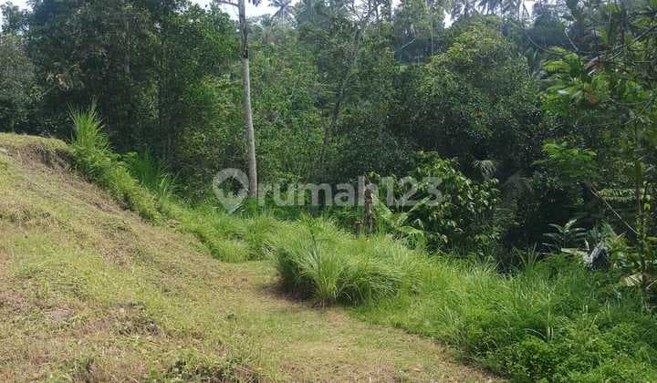 Dijual Tanah 25.9 Are Terasering Cocok untuk Villa di Baturiti Moma