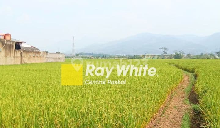 Paddy Field in Soreang Banjaran