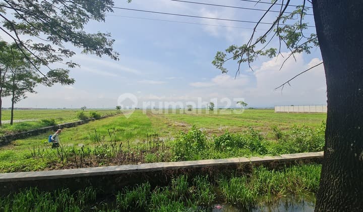 Tanah Untuk Gudang Dan Pabrik Di Rawaurip Pangenan Cirebon