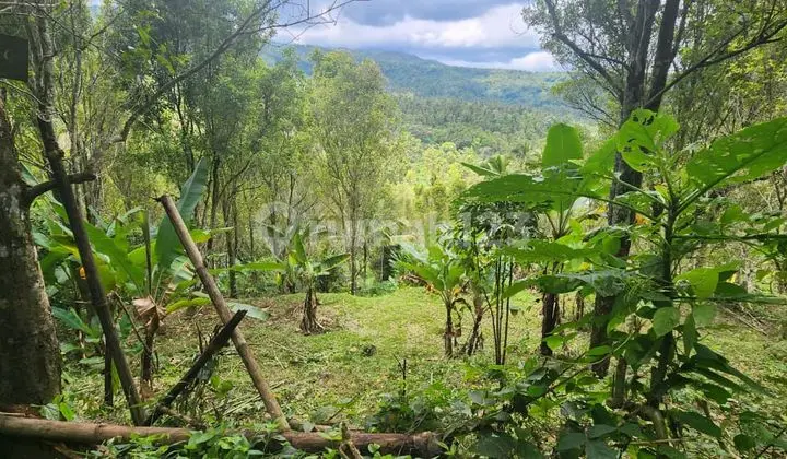 Productive Clove Plantation for Sale - Munduk Village, Buleleng, Bali
