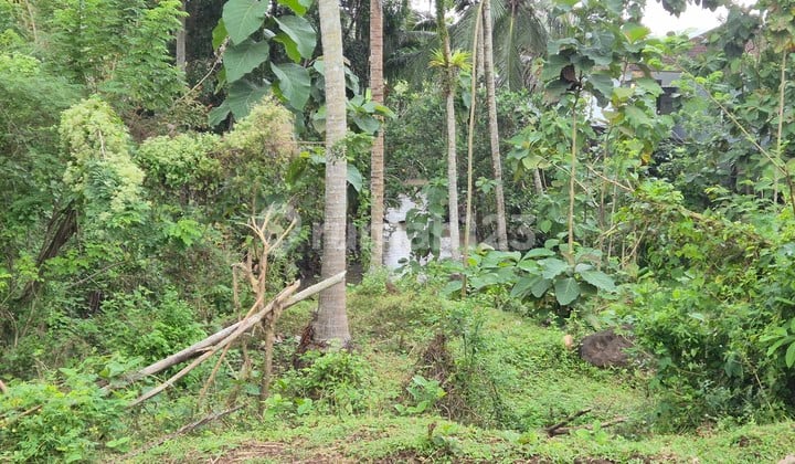Land With Scenic Rice Field And River Views (bantas River)