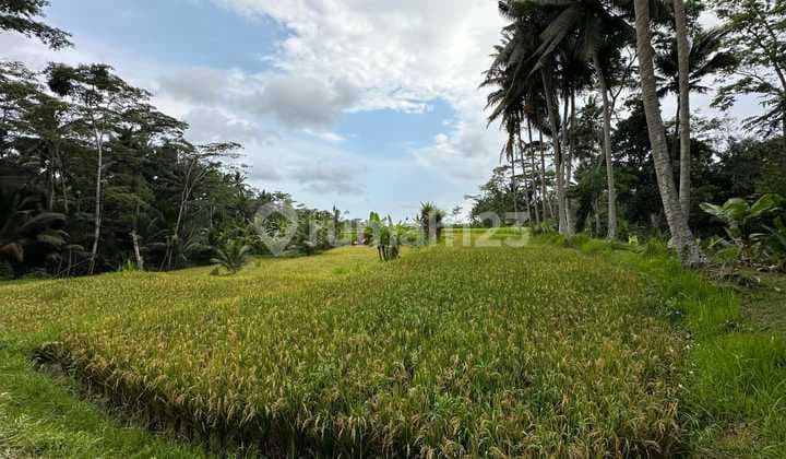Land Ubud With Rice Field View