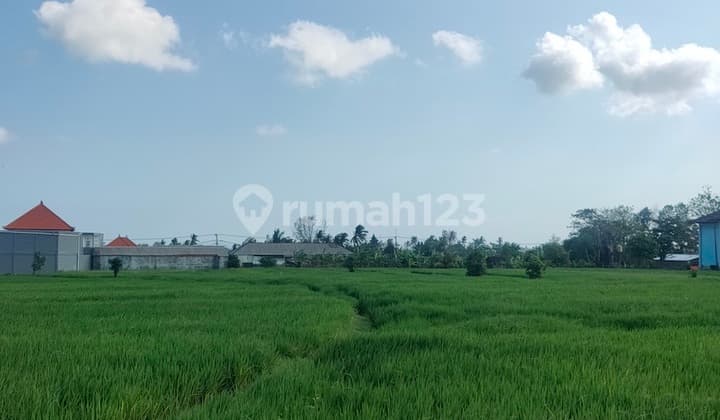 1.89 Are Land With Rice Paddy View In Munggu, Bali