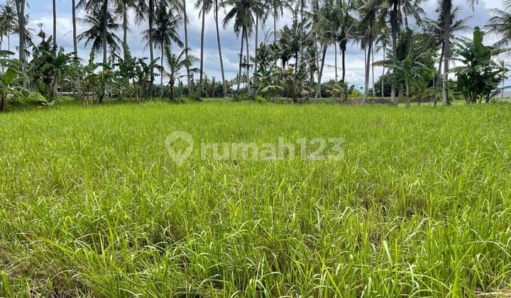 Tanah Saba Jalan Kaki Ke Pantai
