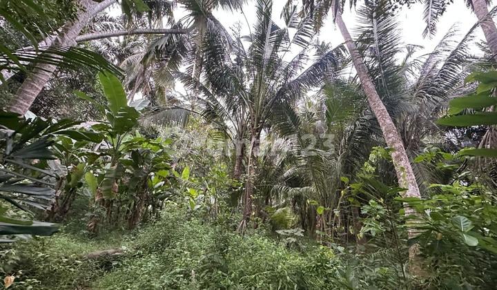 Beautiful Land Near Saba Beach