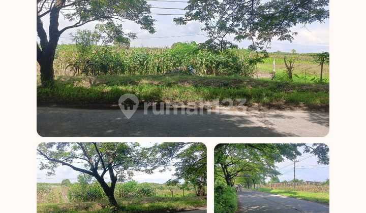 Tanah Luas Pinggir Jalan Raya Brumbung Onggorawe Mranggen Demak Cocok Untuk Usaha