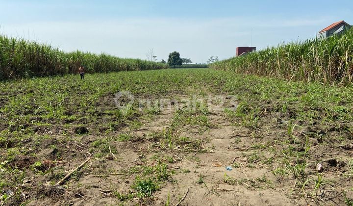 Sell Fast Rice Field Land in Pesantren Subdistrict, Kediri City