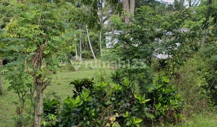 Tanah Kebun Desa Tireman Kecamatan Selemadeg Barat Tabanan Bali
