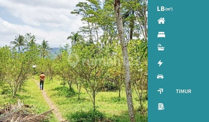 Dijual Tanah Kebun Super Luas Di Jatisari Kebon Agung Malang
