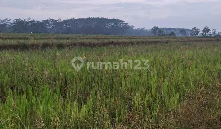 Tanah Sawah di Daerah Lebakbarang
