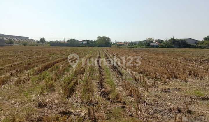 Tanah Sawah Cocok Untuk Perumahan