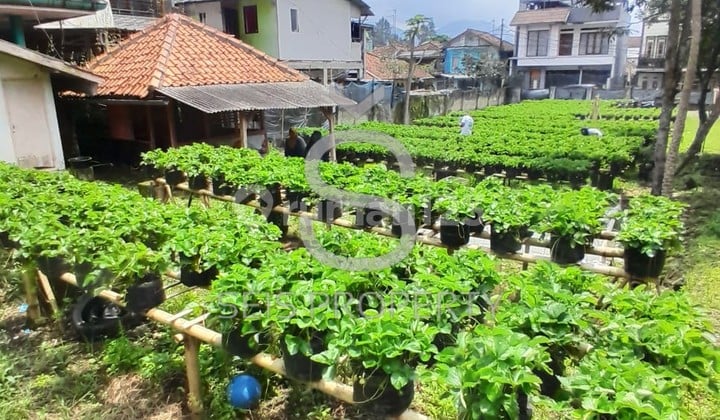 Land 730 m2 SHM Lembang, West Bandung