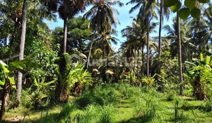 Strategic 1500 Sqm Land In Air Sanih - Ideal For Residential Development