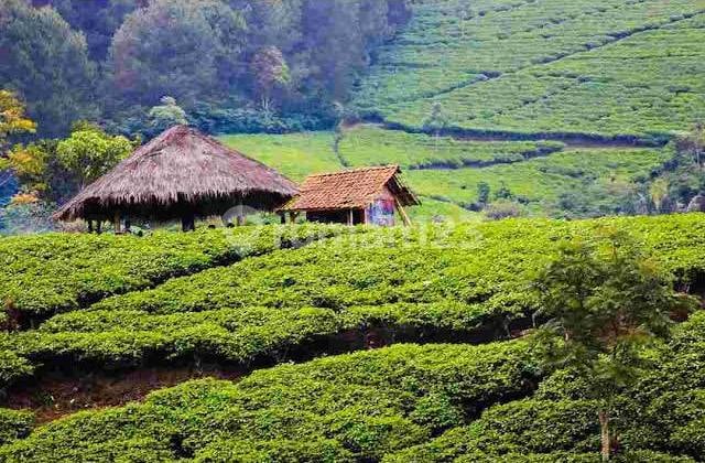 Dijual Cepat Perkebunan Teh Hijau Produktif