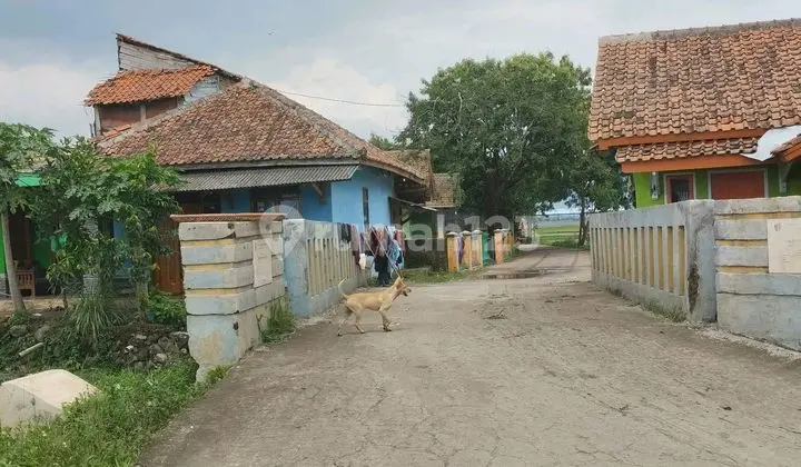 Dijual Murah Sawah Rapat ke Jalan Desa