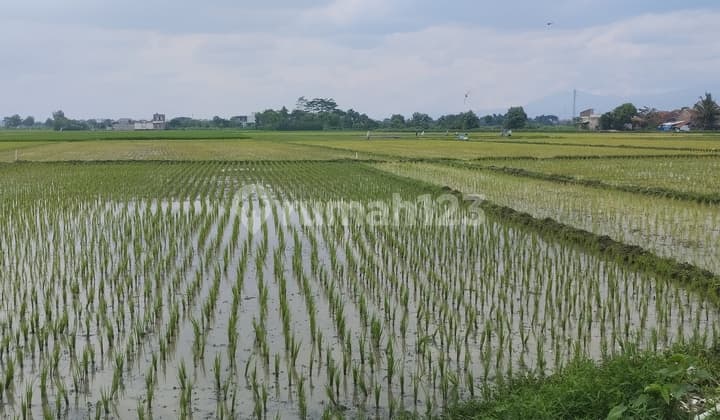 Dijual Murah Sawah Rapat ke Jalan Desa