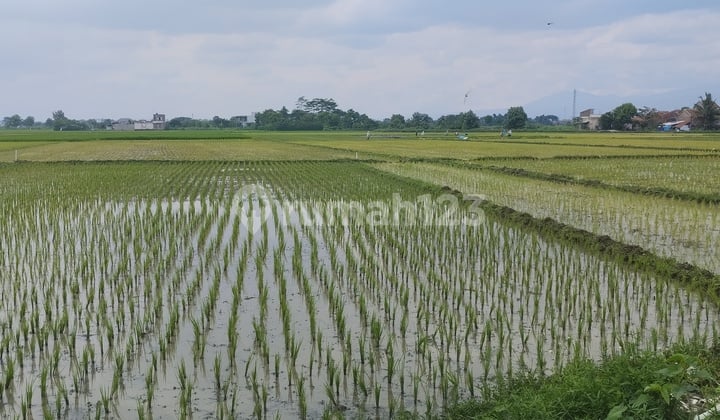 Dijual Murah Sawah Rapat ke Jalan Desa