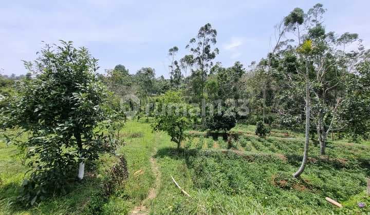 Tanah di Ciwidey, Bandung SHM 33.000 m²