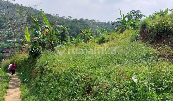 Tanah Seluas 4 Hektar Dijual di Cianjur Arah Gunung Padang