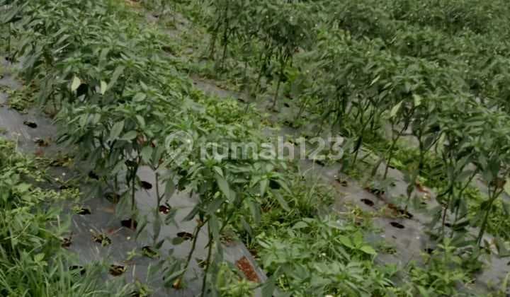 Dijual Tanah di Sebelum Ciwidey Arah Gambung Bandung