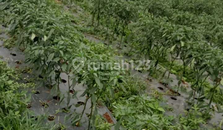 Dijual Tanah di Sebelum Ciwidey Arah Gambung Bandung