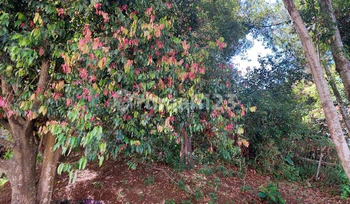 Upslope Jual Tanah Resort Dago Pakar Murah , Harga Masih Nego Hadap Barat Laut