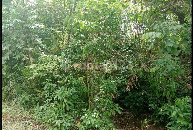 Dijual 2 Bidang Tanah Luas - Kabupaten Jembrana