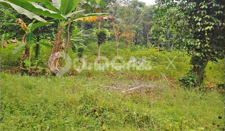 Tanah Kavling Kp. Cipeusing Cibeber, Cianjur, Jawa Barat