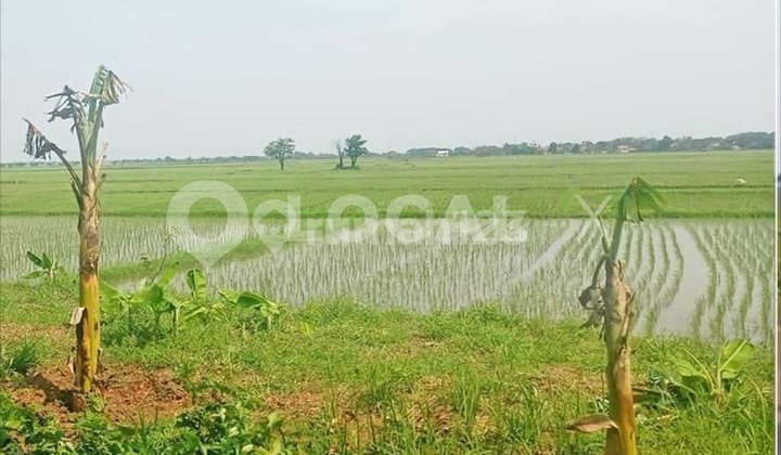 Tanah Kavling Kampung Pengarengan, Sukadaya, Sukawangi, Bekasi, Jawa Barat