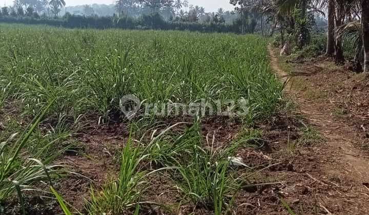 Tanah Di Malang Cocok Untuk Pertanian