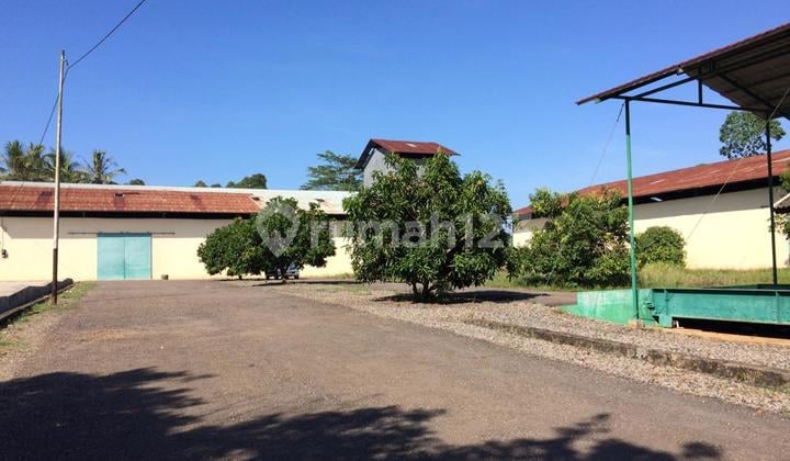 Lampung Tegineneng, Pabrik Pengolahan Lahan Tanam 11 Hektar