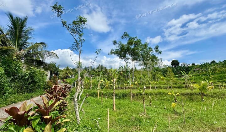 350 SQM LAND SURROUNDED BY NATURE, CLOSE TO LOVINA & SINGARAJA