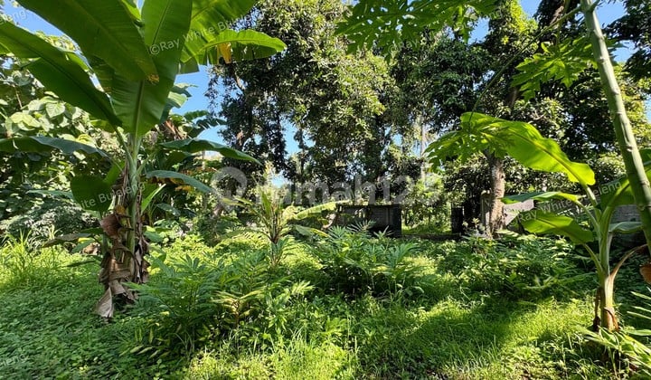 PEACEFUL TROPICAL LAND NEAR LOVINA CENTRAL