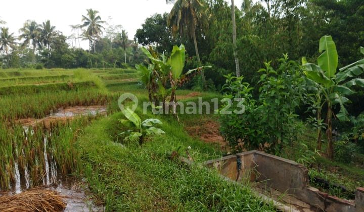 Dijual Cepat Tanah Sawah Super Strategis Di Singaparna Tasikmalaya Tanah di Toko UPK, Jl. Leuwisari, Ciawang, Leuwisari, Tasikmalaya, Jawa Barat, Indonesia, 46464, Leuwisari SHM 6250.0