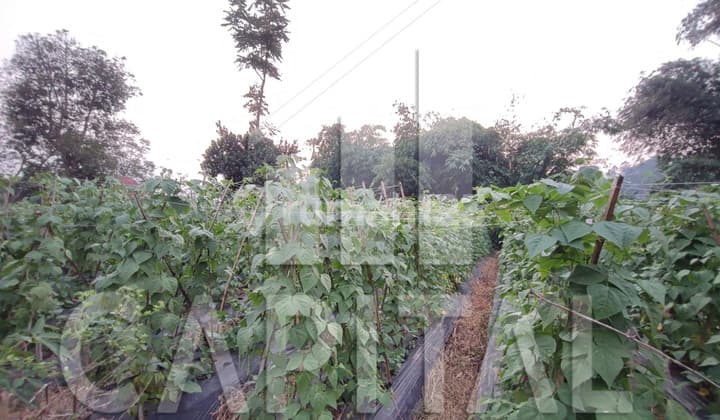 Murah Banget Tanah di Sayap Setiabudi dekat Eldorado