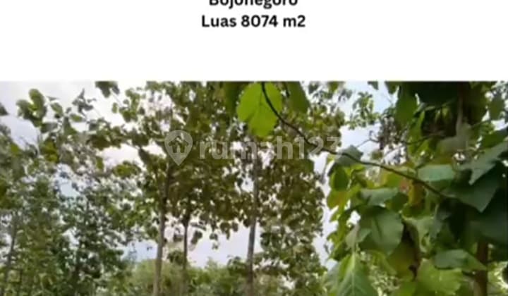 Land on the Edge of Wonosari Main Road, Besah Village, Kasiman, Bojonegoro