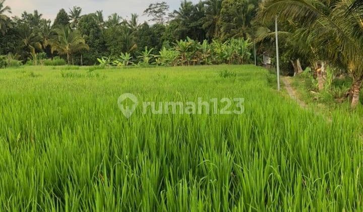 Dijual Tanah 40 Are Cocok Untuk Villa Di Petang It
